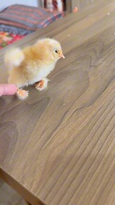 Treatment of paralysed chicken. #treatment #paralysis #chicken #chicks #poultry #reelsfypシ #trendingreels #minizoo | Ch Shani Vlogs