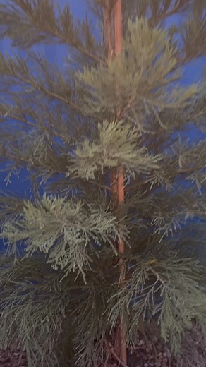 Just arrived the famous Sequoiadendron giganteum! Many will recognise this species from California, home of the legendary “General Sherman,” the world’s largest tree by volume. It’s not to be confused with Sequoia sempervirens, the coastal redwood, which holds the record for height. The Giant Sequoia is admired for its thick, spongy, cinnamon-red bark — naturally fire-resistant and capable of healing itself after damage, now available to grow right here in your own garden. | Whispers of Eden
