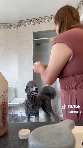 Essential Poodle Grooming Tips for a Healthy Coat