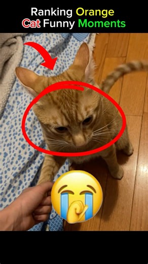 these orange cats share one braincell 😭 #cats #catvideos #funnycats #rankingvideos #shorts