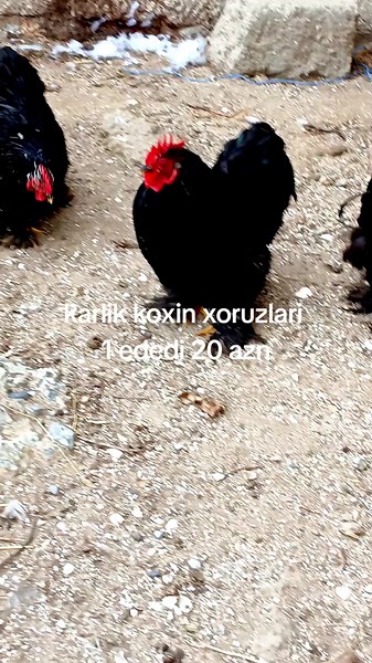 ChickensMira🇦🇿 (@chickens.mira)’s videos with Vizyona Girdik İyi Seyirler (bysl works) - Heda Beats