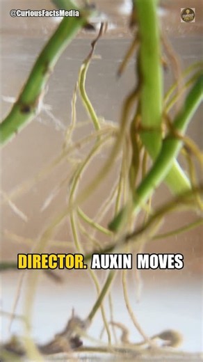 Roots Grow Downward in Soil Every Day — But How? 🌱