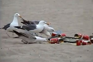 On Their Worst Behavior: Seagulls On Laxatives Prank (Rewind Clip)