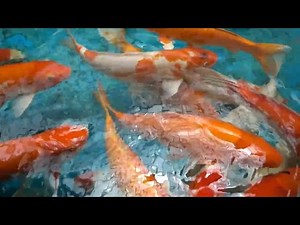 Koi Fish: The Living Symbols of Samurai Spirit