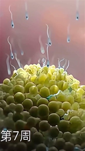 Human Embryonic Development: Week 1 to 8 in the womb ❤️🥰 #shortsfeed #pregnancy #baby
