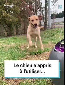 1.4M views · 11K reactions | Ce chien a appris à utiliser le lance-balles et... il peut se passer de son humain ! 藍 Credits: Alex Watkins / Viralhog | Curioctopus.fr | Facebook