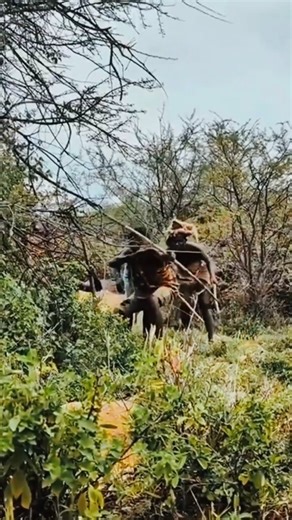 Hadzabe Hunting Deer in the African Jungle – You Won’t Believe Their Skills! #Hadzabe #AfricanTribe