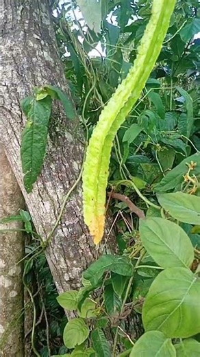loại giống này ăn ngon nè vừa to vừa dài #yuotnie