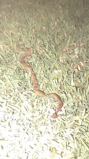 Invasive Hammerhead Worm in Georgia: A Bizarre Predator Spread Across the State