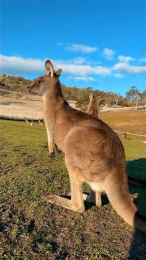 🦘 Just Aussie things! 🇦🇺❤️ #kangaroo #australia