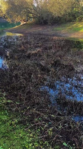 HE CAUGHT FROM THERE? 😊 What’s the weirdest spot you’ve caught carp from? Hard to imagine isn’t it, but Luke Stevenson caught carp from this swampy back bay on Northwyke. Catch his campaign film live on the Cyp site right now! 🤔 What to expect from this film? _______________________________ ⏰ 55-min film 🐋 Forties Fest Caught on Film 🇬🇧 Exclusive UK Big-Carp Action! 🔍 Luke Stevenson’s Tactics Revealed ℹ️ Autumn Angling Masterclass 🧙‍♂️Luke Stevenson 🎬 End Game ✅ Available NOW! __________