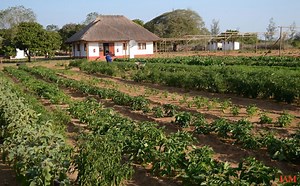 Making fertilizer from thin air | Earth And The Environment