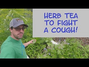 Harvesting Borage and Making Tea | Natural Cough Fighting Tea