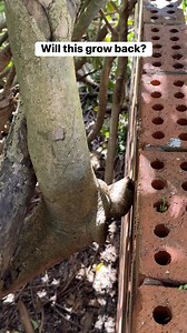 782K views · 3.8K reactions | Will this grow back? #Arborist #asmr | All About Grass and Gardens | Facebook