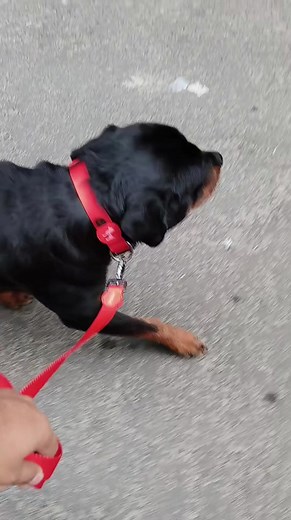 “All truly great thoughts are conceived by walking.” . #iamcoco #coco #rottie_coco #coco_the_rott #dog #pet #rottweiler #HeadsUpForTails #walking #dogwalk #dogwalker #dogwalking #leash #leashwalking #noleashpulling #stopleashpulling #dogtraining #dogtrainingtips #dogtrainer #canine #caninetraining #caninetrainer #k9 #k9training | Pawsome Life
