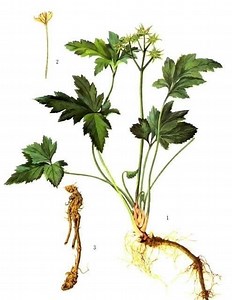 Coptis chinensis - Alchetron, The Free Social Encyclopedia