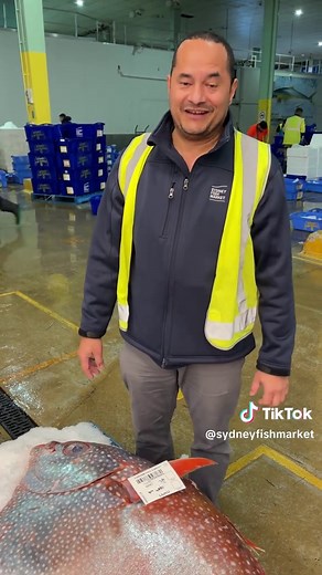 Amazing Opah Sighting at SFM