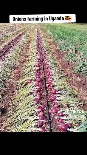 Onion Farming in Uganda: Opportunities and Prices