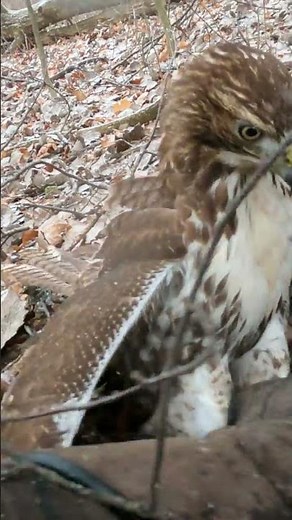Falconry Red tailed hawk takes squirrel - ACR FALCONRY #falconry #hawking #hunting #birdofprey