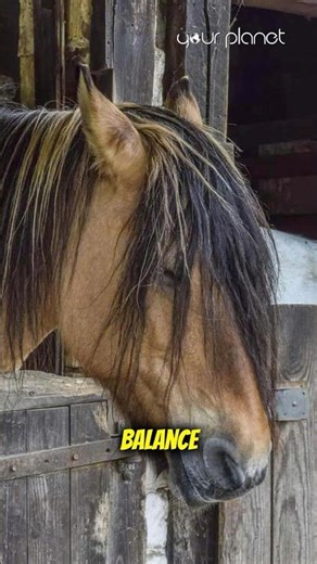 Why do horses sleep standing up? | Your Planet #horses #animals