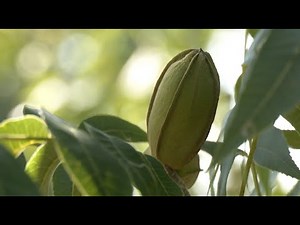 Georgia Pecan Growers Face Tough Season After Heavy Rains | 2025 Harvest Outlook
