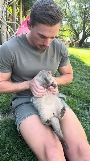 The most attention seeking mongoose in the world 🥹🥰 #animalshorts