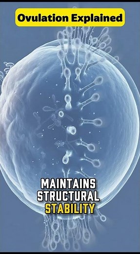 What Happens to the Egg in the First 6 Hours After Ovulation?