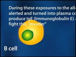 The Process of an Allergic Reaction