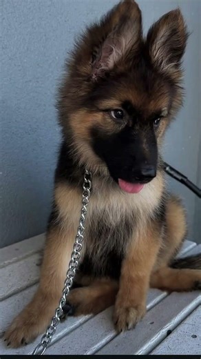 German shepherd for adoption