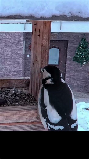 Winter Guests - Elegant Visitor