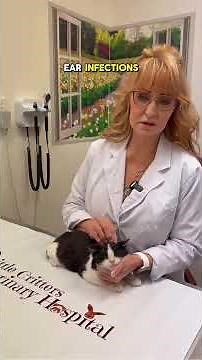 RESPIRATORY INFECTIONS IN CATS: THE WARNING SIGNS YOU CAN’T MISS! 🐱