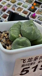 12K views · 571 reactions | Conophytum ernstii ssp cerebellum pvb 10043 | MINI GREEN | Facebook
