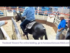 Central Livestock Horse Sale - South Hutchinson, Kansas