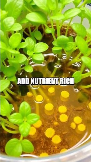 How to Set Up a Simple Hydroponic Garden