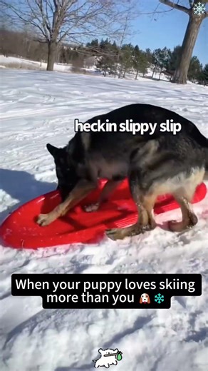 The dog turned into a rabbit in the snow❄️❄️#snowfall #doglife #lovestory #foryoupage