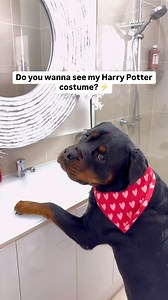 In loving memory of Maggie Smith aka Professor Mcgonagall 🧙‍♀️⚡️ You touched many lives with your impeccable ability of story telling @rottweiler_beau . . . . . . #rottweiler #rottweilerfans #rottweilers #rottweilerpuppy #rottweilerlover #rottweilerworld #rottweilersofinstagram #rottweilerlove #rottweilerlovers #rottweilerclub #harrypottermovies #harrypotteredits | Rottweiler Beau