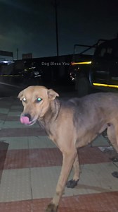 14K views · 725 reactions | She is one of our homeless dogs, about 4 years old, sterilized and fully vaccinated, has been living on the streets since birth. We feed her daily. Today, she exhibited unusual behavior, as if trying to communicate something. We followed her, checked for injuries, and ensured she ate well. What might be causing this behavior? | Dog Bless You | Facebook