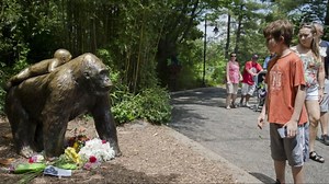 Outrage Erupts After a Gorilla Is Shot and Killed at the Cincinnati Zoo