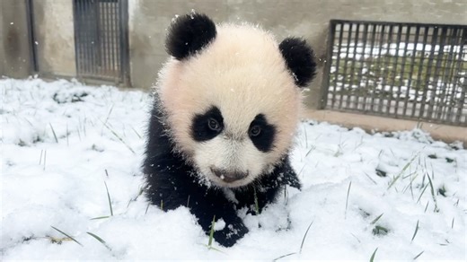 This panda baby with a "naturally solemn" vibe is named Xiu Chen. With its round head, eye patches that cover most of its face, a perky little nose, pointy ears, and strikingly expressive features, Xiu Chen easily steals the spotlight. Its mother is the widely admired beauty star Shui Xiu. Let's dive into Xiu Chen’s story! #CCRCGP #PandaLife #GiantPandaStory For more panda information, please check out: https://en.ipanda.com | iPanda
