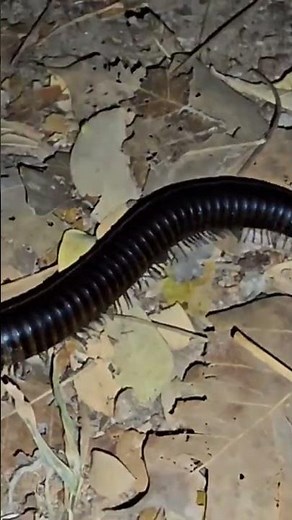 centipede vs millipede