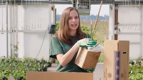 Heirloom Roses Hybrid Tea Rose Plant - Enchanted Peace™ Rose Bush, Hybrid Tea Live Plant for Planting Outdoors