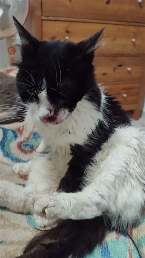 Minnie Mou has a wash after supper. #catsanctuary