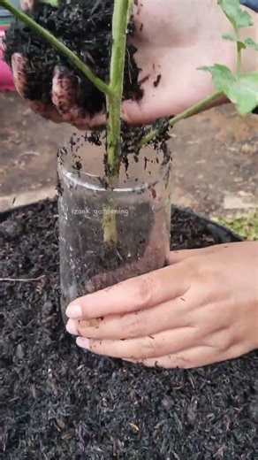 Small pot? Fix weak tomato roots fast 🌱