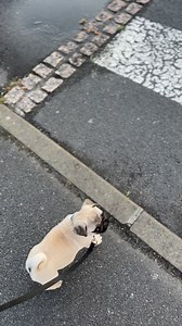 Apprentissage du passage piéton🚶‍♂️ #carlin #chien #pug #educateurcanin | Francis Le Carlin