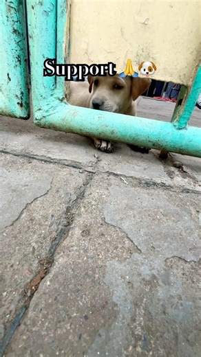 Dog lover, support, please🙏#dog #reels #sorts #foryou #help #dogs #trendingshorts #vkpetlovers