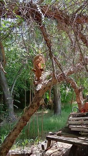 Algo detecto mi perrito kapo #humor #perros #yosoydelos7mil