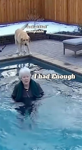 Funniest Labrador Moment With an Old Lady 😂🐶 #dog #animal #shorts