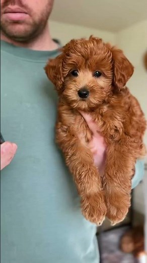 Watch our micro goldendoodle grow 7 weeks to 1 year old🥰 #microgoldendoodle #doglover #tinypuppy