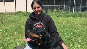 19K views · 1.4K reactions | Calling all rottweiler Lovers!!! Update...