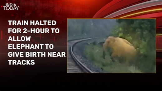 Train halts for 2 hours to let elephant deliver calf near tracks in Jharkhand